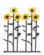 10550 Busch Sunflowers