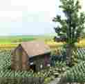 1221 Busch Gmbh And Co Kg Kg-tobacco Plants Kit Ho