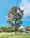 181347 Faller Premium Beech Tree