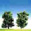 181365 Faller Top Series Ash Trees 2