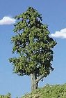 201 Timberline Scenery Decd 2-4 870476000381