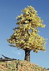 213 Timberline Scenery Decd 2-4 Autumn