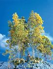 214 Scenic Express Supertree Value 646074002146