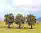 25113 Noch Apple Tree 8cm 3.1 3