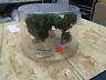 295-t30 Grand Central Gems Large Hardwoods Trees Ready To Place