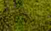0228995 32921 Bachmann Bachmann-tufted Grass Sheet Mat Scenescapes R Light Green 3 16 5cm Tall 022899329215