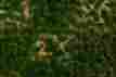 0228996 32924 Bachmann Bachmann-tufted Grass Sheet Mat Scenescapes R Western Range 3 16 5cm Ta 022899329246