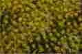 32925 Bachmann Bachmann-tufted Grass Sheet Mat Scenescapes R Dry 3 16 5cm Tall F 022899329253