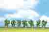 528-25096 Noch White Birch Economy Pack Classic Series