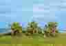 528-25114 Noch Orange Trees