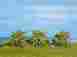 528-25115 Noch Lemon Trees