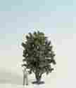 528-68015 Noch Trees
