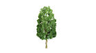 Jtt96034 " 6 Professional Jtt Sycamore 1 Tree