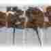 60005 The N Scale Architect Trees Fall Fiesta Rsst 6