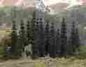 6412 Busch Serbian Pines 20