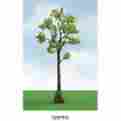 92316 Jtt Scenery Products Cypress 5-5.5 2 Pro-elite Tree 734560923164