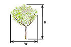 7640505 94141 Plastruct Ppl Jacaranda Tree 764050941415