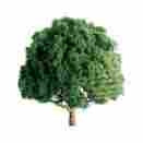 7345605 94261 Jtt Scenery Products Products-professional Tree Oak 1.5 4 734560942615
