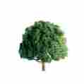 7345606 94350 Jtt Scenery Products Miniature Tree Professional Live Oak 3 2 734560943506