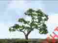 7345602 94431 Jtt Scenery Products Products-professional Tree Beech 3 2 734560944312