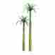 7345607 96010 Jtt Scenery Products Miniature Tree Royal Palm 6 Pro 1 Pk 734560960107