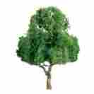 96029 Jtt Scenery Products Professional Tree Deciduous 5.5 1 734560960299