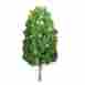 7345600 96035 Jtt Scenery Products Professional Tree Sycamore 8 1 734560960350
