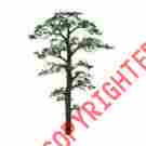 7345606 96062 Jtt Scenery Products Professional Tree Scots Pine 8 1 734560960626