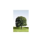 Dg300 Countryscene Trees Peco Deciduous 50mm 6 Green