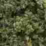 F1132 Woodland Scenics Light Green Fine-leaf Foliage 724771011323