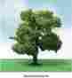 Jtt92310 92310 Jtt Pro-elite Tree Sycamore 3.5-4 2 734560923102