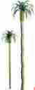 Jtt94235 94235 Jtt Professional Tree Palm 1.5 6 734560942356