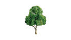 Jtt94298 Tree Jtt " 4 Professional Deciduous 2