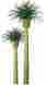 Jtt94353 94353 Jtt Professional Tree Phoenix Palm 2 4 734560943537