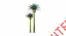Jtt94355 94355 Jtt Professional Tree Phoenix Palm 4 2 734560943551