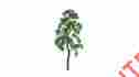 Jtt94415 94415 Jtt Professional Tree Birch 1.5 6 734560944152