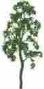 Jtt94416 94416 Jtt Professional Tree Birch 2 4 734560944169