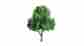 Jtt96028 96028 Jtt Professional Tree Deciduous 4 2 734560960282