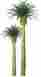 Jtt96044 96044 Jtt Professional Tree Phoenix Palm 6 1 734560960442