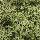 L161 Woodland Scenics Spring Green Lichen 1.5 Qt 724771001614