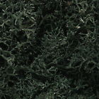 L164 Woodland Scenics Dark Green Lichen 1.5 Qt 724771001645