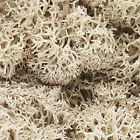 L166 Woodland Scenics Natural Lichen 1.5 Qt 724771001669