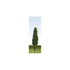 P300 Peco Poplar Trees Green Tall Slender Used As 5050881497609