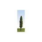 P500 Peco Poplar Trees Green Tall Slender Used As 5050881497708