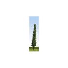 P600 Peco Poplar Trees Green Tall Slender Used As 5050881497807
