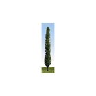 P700 Peco Poplar Trees Green Tall Slender Used As 5050881497906
