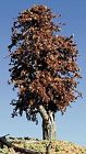 Timberline Scenery 209 Decd 6-9 Late Autumn 870476000466