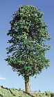 Timberline Scenery 225 Decd 2-4 Lemon Trees 3 870476000626
