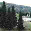 Tr1586 Woodland Scenics Scenics-evergreen Tree Value Pack Ready Made Trees Tm 4 6 10 724771015864