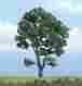 Tr1610 Woodland Scenics Maple Tree 4-3 8 724771016106